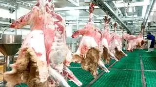 Behind the Scenes: How Sheep Become Food | Modern Meat Production