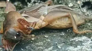 Asian Mole Cricket Style | Cute mole cricket