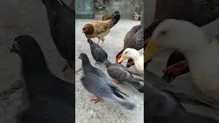🐾&nbsp;&nbsp;Focused mode: ON. Eating time! #PetLovers #CutePets #FoodTime #PetReels #AnimalsEating #pets