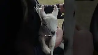 This little lambs on the run! | #ThisFarmingLifeS7