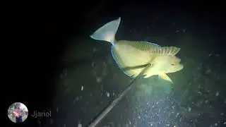 Marami Pala esda Dito sa Barcelona  | episode 2 | night spearfishing