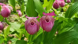 복주머니난 5 (Korean Lady's Slipper 5)