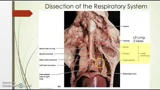 1c  Pleural lobes, transverse colon