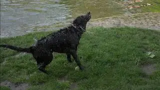 The Incredible Homing Instinct of Dogs