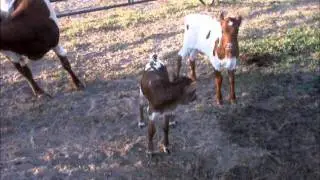 Miniature Texas Longhorn Calves at the Vertically Challenged Cattle Company