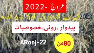 Arooj-2022.Best#wheat 2023 variety |Arooj- 22.for 2023 gandam kia nya beej||Aamir hussain