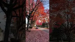 🍁 Falling for Autumn: The Beauty of Maple Leaves! 🍂
