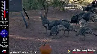 Turkey Invasion... (10/17/23) - Lake Alan Henry Weather - Texas