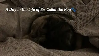 A Day in the Life of Sir Collin the Pug🐾