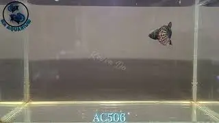 Male Alien copper Wild Betta AC506