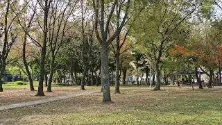 寧靜的早晨，大安森林公園🌳