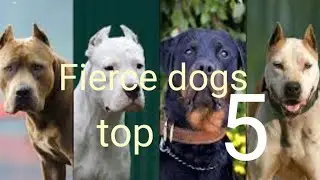 The 5 worst dogs in the world // dog are special chanel // beautiful  ///2023