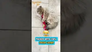 The Original KittyKickStix - 15