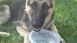 german sheaperd
