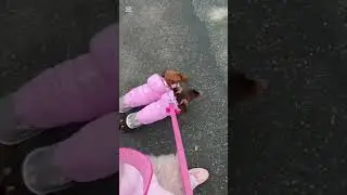 Anche il terremoto &hellip;passeggiata al quanto pacciugosa #dachshund #bassotto #pets #doxielife #dogwalk