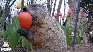 Groundhog climbs a tree like a squirrel!#Groundhog #funny #StreeFree