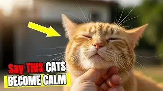 5 Phrases That Calm Cats Instantly (Proven by Science)