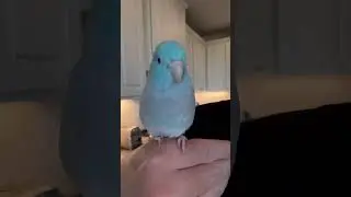 He did his best ☺️ #parrot #birds #bird #parrotlet #baby
