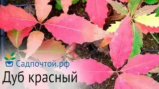 Дуб красный, Quercus rubra с фантастической осенней раскраской