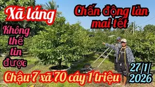 27/1/2026☎️0784263699 Tuyền 👉 mai v&agrave;ng gi&aacute; rẻ chơi tết giảo rin gốc nhớt gi&agrave; m&ugrave;a tứ qu&yacute; gh&eacute;p mai tết