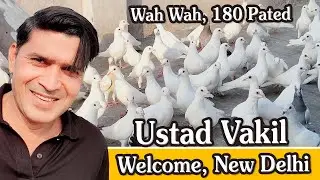 Ustad Vakil K 180 Safed Kabutar Ka Shok