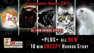 6 CHILLING Ghostly Cats: Meow From Beyond! #story #horrorstories