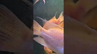 Amphilophus Citrinellus pure midas cichlids available!