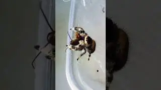 Королевский паук скакунчик охотится на таракана 🕷️😍 #shorts #spider #скакунчик #jumpingspider #паук