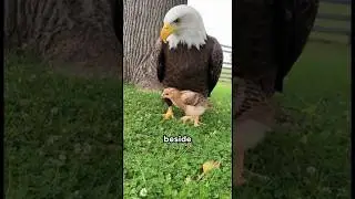 This mother eagle adopted a chick! 🐣