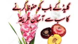 How to save or store Gladiolus bulbs or corms,Gladiolus Kay bulbs save karny ka sub se asan tariqa,