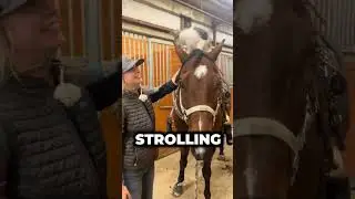 Cat and Horse are Best Friends#animals