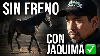 Así trabajamos un caballo SIN jaloneo (solo toques y señal de voz) 🐴