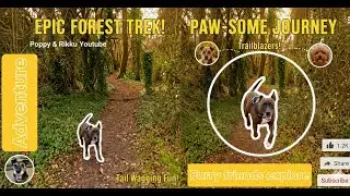 A Day in the Life: Forest Exploring with my Dog 🌲🐾  [4K]  (Peaceful Vlog)