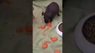 Zoubek ❤️ Zvuk : alue - Život podle zviřat ( doporučuji  jej&iacute; kan&aacute;l ) :)