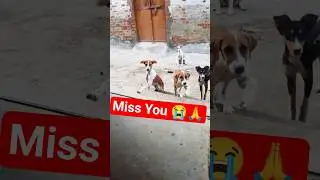 Miss you dog family 😭🙏 #shorts #youtube #help #food #dog #missyou #animals
