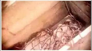 This is a leaked photo of the Varginha, Brazil Alien. This could be authentic!