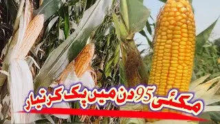 How to Grow Corn | Life Cycle Of Sweet Corn | Complete Guide | Large Scale Corn Production