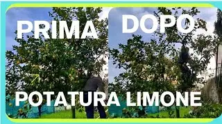 Non potare il tuo Limone prima di aver visto questo video!