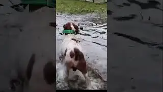 Heroic Rescue: Dogs Saved From Hurricane Floodwaters! Never Abandon Them!