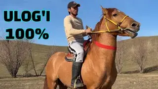 Ozimizni MESNI TOY Ulog’i 100 %