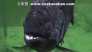 ブラック・ピラニア（Black Piranha）学名：Serrasalmus rhombeus
