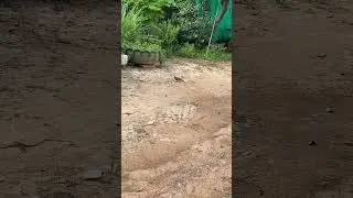 Afternoon Dove Calls | Peaceful Bird Sounds in Nature 🕊️🌾