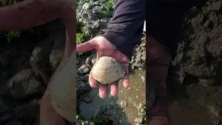 Выкапываем моллюсков для приготовления восхитительного супа из моллюсков!