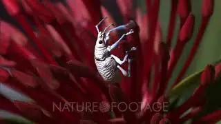White Weevil Climbs Around On Anthers Of Red Flower