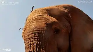 Up Close & Personal: Elephant Drinks at Kings Camp