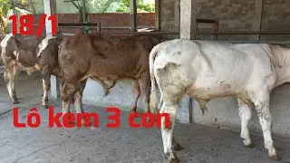 Kf18/1  T&agrave;i ba tri b&aacute;o gi&aacute; l&ocirc; b&ograve; đực kem 3 con k&iacute;nh mờ b&agrave; con gh&eacute; xem mua ủng hộ em_chăn nu&ocirc;i b&ograve;