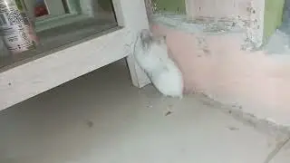 THE MOMENT THE WHITE HAMSTER WITH RED EYES CAME OUT OF THE CAGE