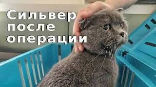 Сильвер после операции