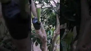 تطعيم شجرة  برتقال بالليمون الفصلي  بالقلم اللحائي تاريخ 24/1/2020 و 27/1/2020
Citrus Bark Grafting
