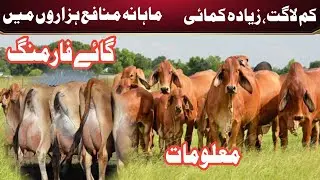Cow farming business in pakistan | Cow farmings | Double profit in 2 years | Cow Dairy farm